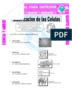 Ficha Clasificacion de Las Celulas para Quinto de Primaria