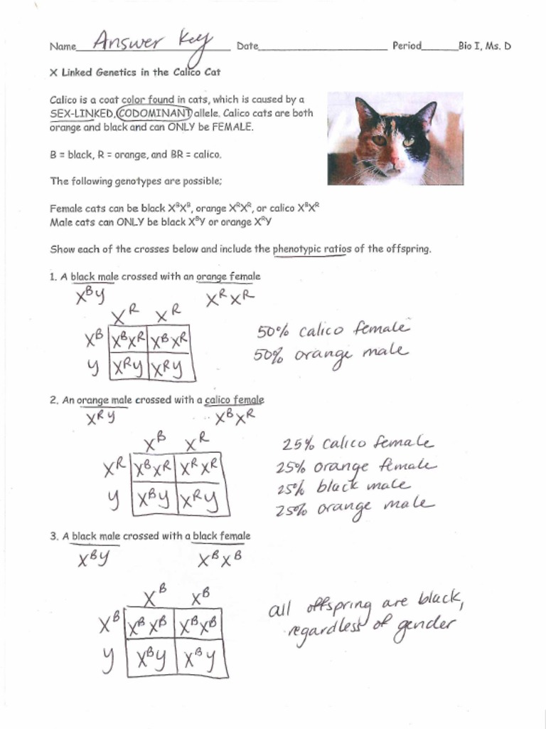 X Linked of The Calico Cat WS Answer Key PDF