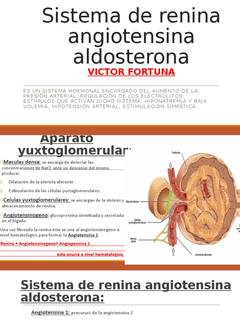 Sistema de Renina Angiotensina Aldosterona PDF Angiotensina Glándulas