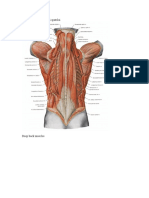 Notite Anatomie Muschii Spatelui
