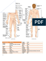 Anatomical Term