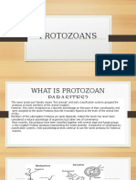 PROTOZOANS