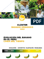 Banano orgánico peruano: evolución y cluster bananero