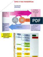 AMN Metabolismo PDF