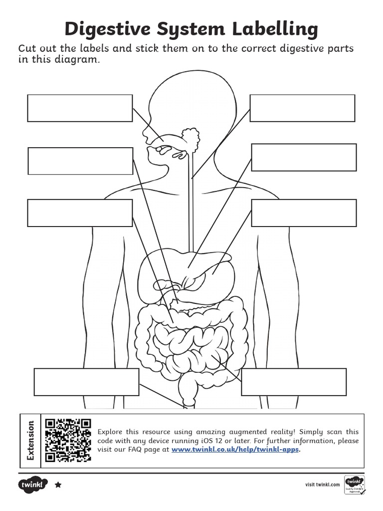 gizmos-digestive-system-answers-the-digestive-system-is-the-organ-system-that-breaks-food-down