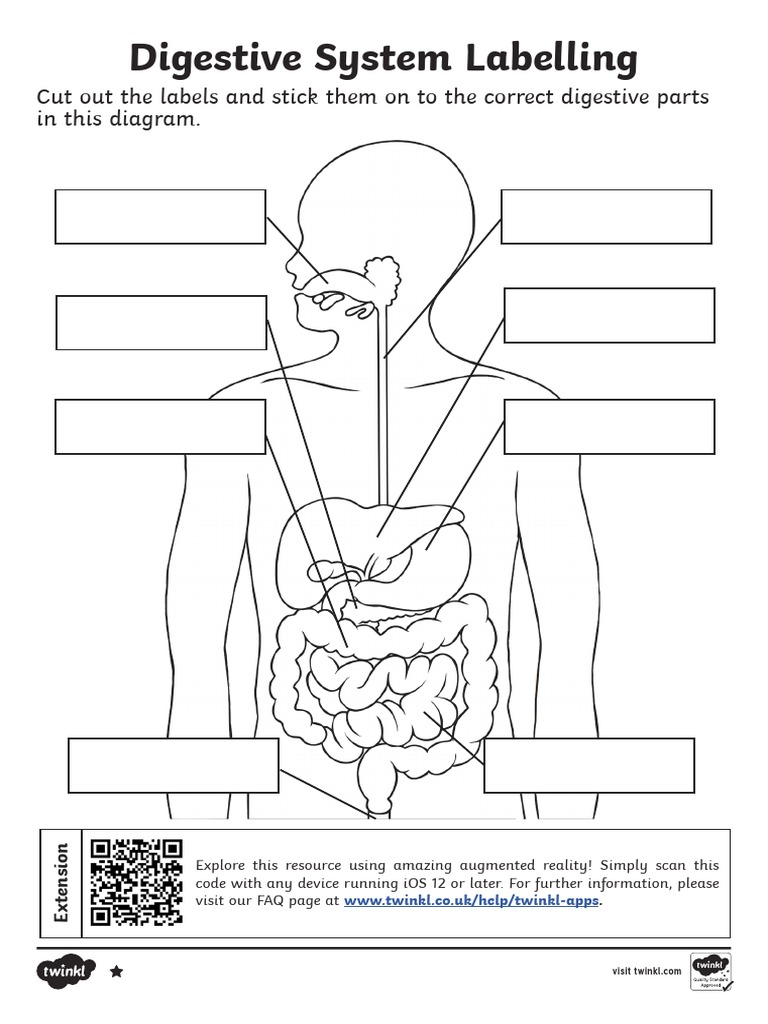 Digestive System Worksheet Pertaining To Digestive System Worksheet Pdf