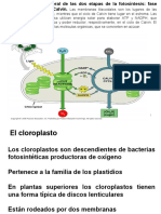 Fotosíntesis (Avançat) .PP