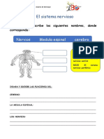 Ficha Del Sistema Nervioso PDF