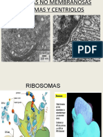 Organelas no membranosas: ribosomas y centríolos