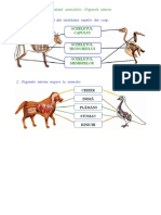 Animale Schelet, Organe Majore