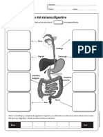 sistema digestivo.pdf