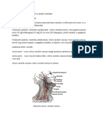 Leziuni vasculare si tumorale in spatiul carotidian