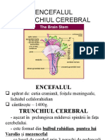 1. TRUNCHI  CEREBEL.pptx