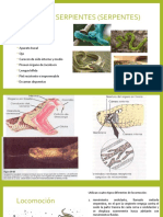 MORFOLOGÍA Y FISIOLOGÍA DE LOS REPTILES.pptx