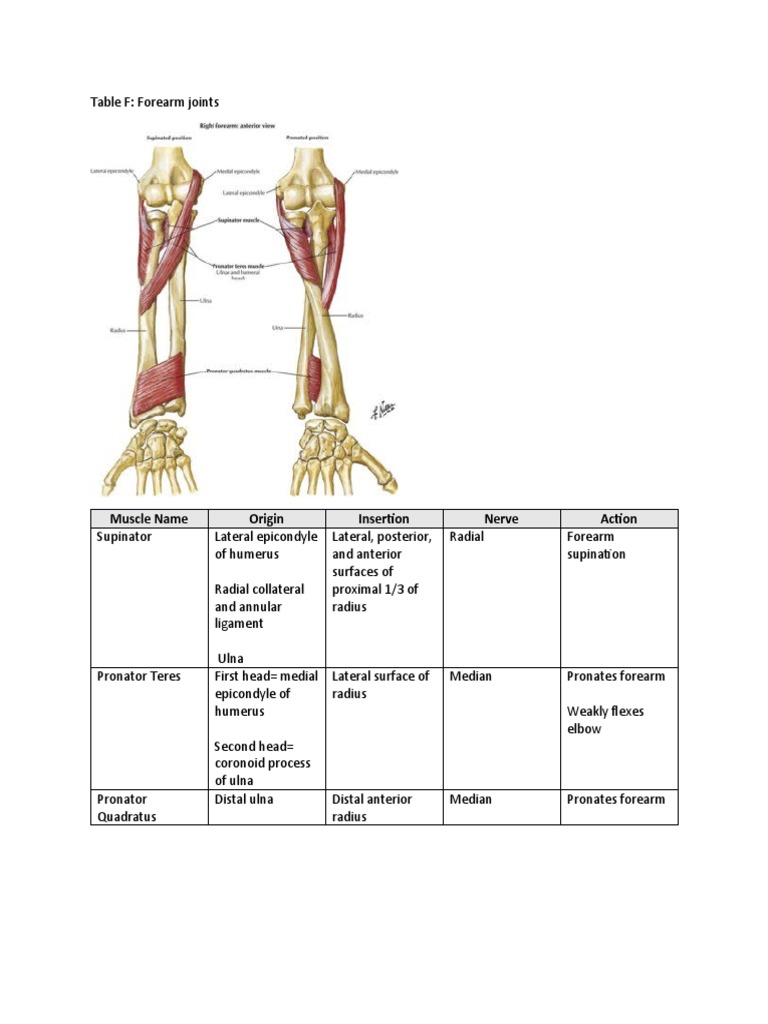 Forearm Joint Clinical Applications | PDF | Elbow | Anatomical Terms Of ...