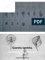 03 - Giardia