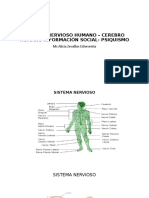 Sistema Nervioso Humano - Cerebro Humano Información Social