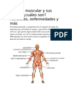 Sistema Muscular y Sus Partes