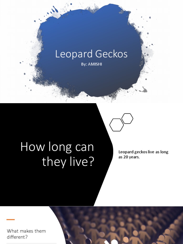 Leopard Geckos | PDF | Reptile | Nature