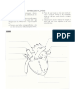 UC4 - Sistema Circulatório - Exercício I.pdf