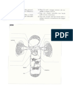 UC4 - Sistema Circulatório - Exercício II.pdf