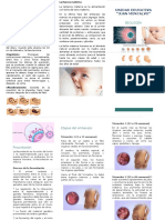 Biología - Etapas Embarazo