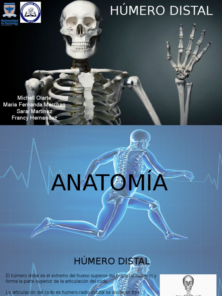 Anatomía y Fracturas del Húmero Distal | PDF | Codo | Articulación