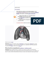 Plămân: Structură Și Amplasare