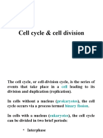 Cell Cycle & Division