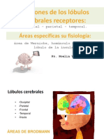 Funciones_de_los_lobulos_cerebrales_rece.pdf