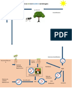 Ciclo BIOGEOQUIMICO del Nitrógeno.docx