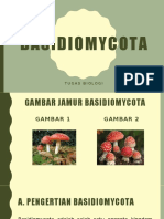 Basidiomycota