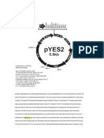 pYES-2 Invitrogen Promotor Gal