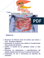 Sistema digestivo: conceptos básicos sobre la digestión y absorción de nutrientes