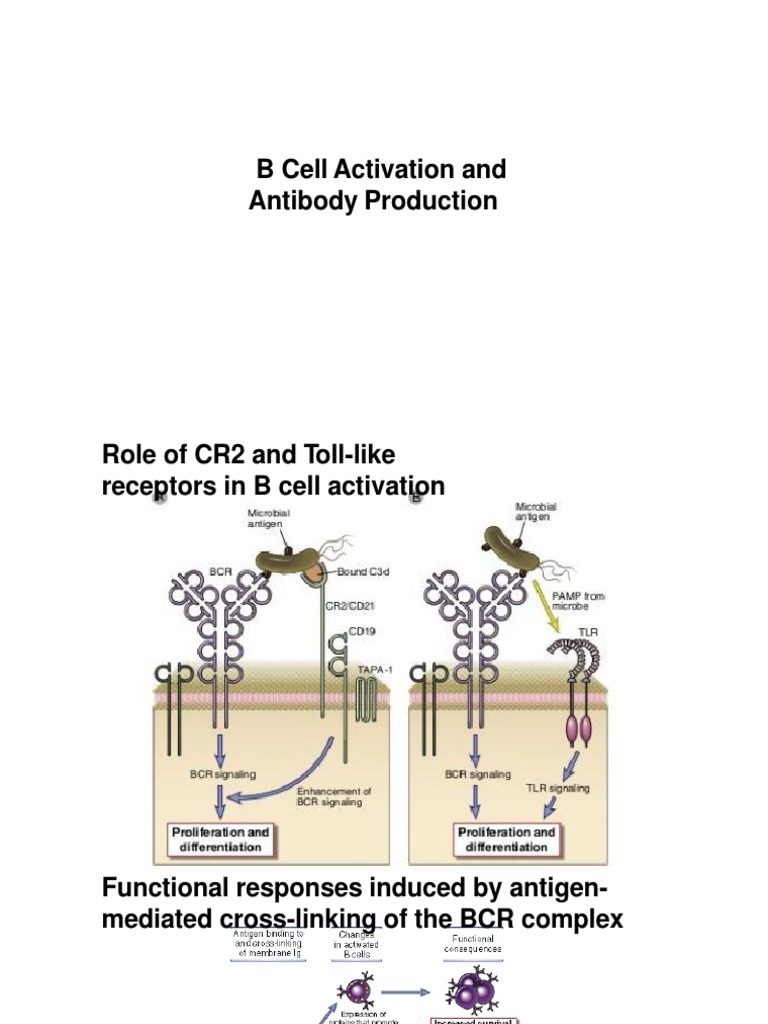 B Cell Activation and Antibody Production | PDF
