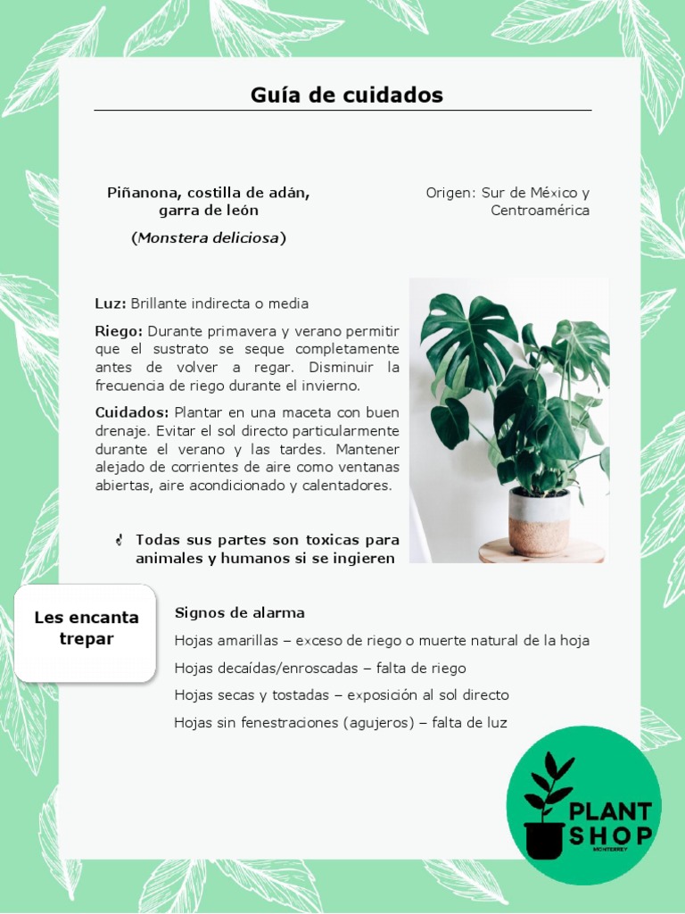 Cuidados de Monstera Deliciosa | PDF