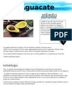 Aguacate.docx