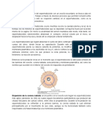Fecundación PDF