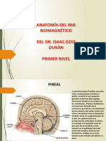 Anatomia Del Par Biomagnetico Nivel 1