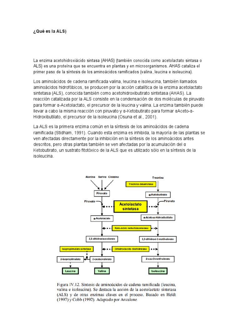 Qué Es La ALS | PDF | Enzima | Inhibidor de la enzima