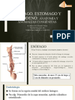 Anatomía y anomalías del esófago, estómago y duodeno