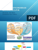Bakteri Pengoksidasi Besi Dan Sulfur