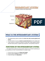 INTEGUMENTARY SYSTEM Reviewer SHS General Biology 2 PDF