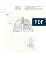 UC4 - Sistema Respiratório - Exercício II