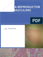 Lab 21 y 22 - Sistema Reproductor Masculino y Femenino PDF