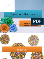 Togavirus y Flavivirus