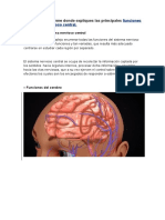 tarea anatomia h.docx