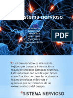 Sistema Nervioso Diapositivas