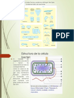 Bacterias 3