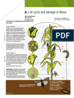 Fall Armyworm: Life Cycle and Damage To Maize: Growth Stages 4-6